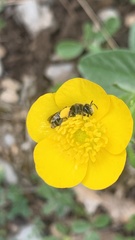 Chelostoma florisomne