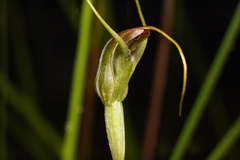 Pterostylis pedoglossa