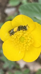 Chelostoma florisomne