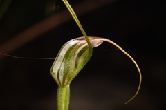 Pterostylis pedoglossa