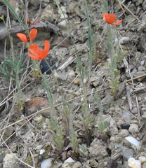 Papaver laevigatum