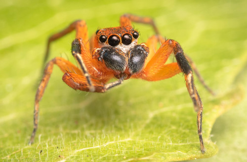 Representative image of Cyrba