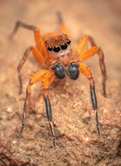 Cyrba nigrimana