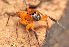 Cyrba nigrimana