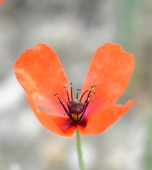 Papaver laevigatum