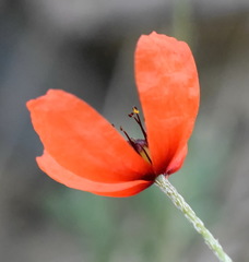 Papaver laevigatum