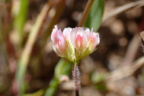 iNaturalist observation photo of Notchleaf Clover