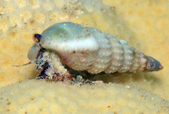 Cerithium rostratum
