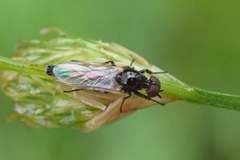 Dilophus tibialis breviceps