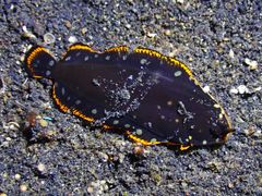 Soleichthys maculosus