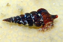 Cerithium rostratum