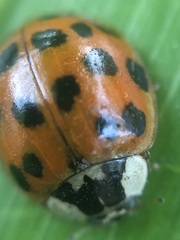 Harmonia axyridis