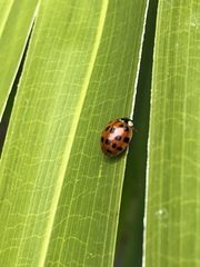 Harmonia axyridis