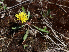 Taraxacum palustre