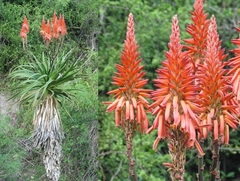 Aloe pluridens
