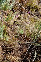 Oocephala staehelinoides