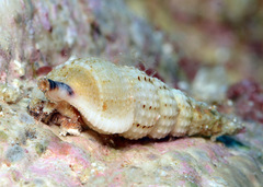 Cerithium rostratum