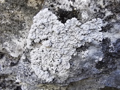 Alyxoria sierramadrensis
