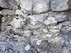Alyxoria sierramadrensis