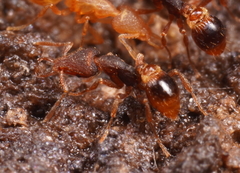 Strumigenys perplexa