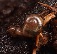 Prolesophanta nelsonensis