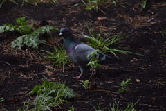 Columba livia