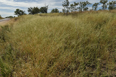 Urochloa mosambicensis