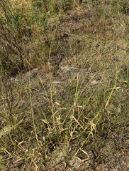Urochloa mosambicensis