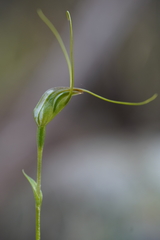 Pterostylis pedoglossa