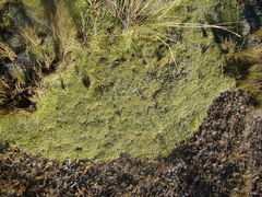 Azorella diapensioides