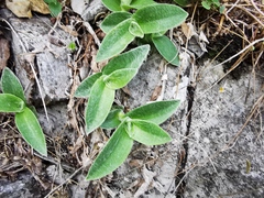 Tradescantia sillamontana