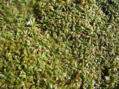 Azorella diapensioides
