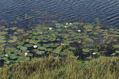 Nymphaea carpentariae