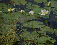 Nymphaea carpentariae