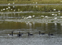 Nymphaea carpentariae