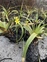 Moraea pyrophila