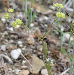 Valerianella pumila