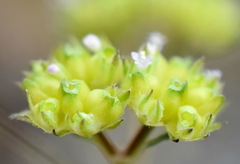 Valerianella pumila