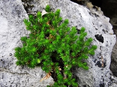 Selaginella wrightii