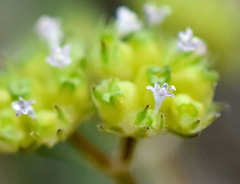 Valerianella pumila