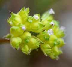 Valerianella pumila