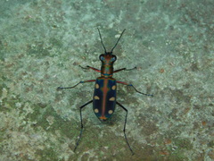 Cosmodela aurulenta aurulenta