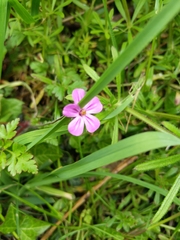Geranium robertianum