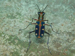 Cosmodela aurulenta aurulenta