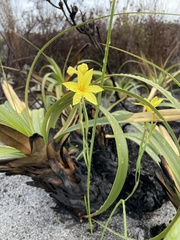 Moraea pyrophila