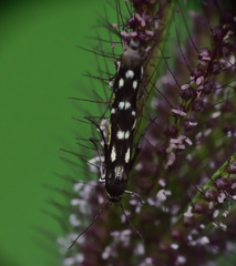 Eretmocera impactella