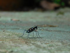 Cosmodela aurulenta aurulenta