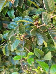 Tetracera