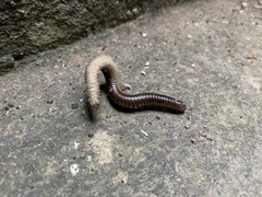 Pachyiulus flavipes