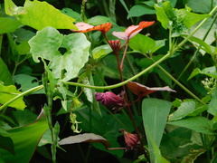Hibiscus sabdariffa